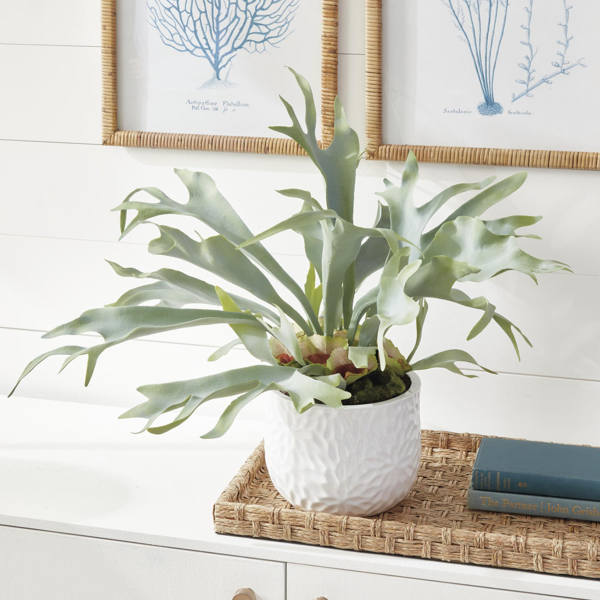 Napa Sage STAGHORN FERN DROP-IN 21"