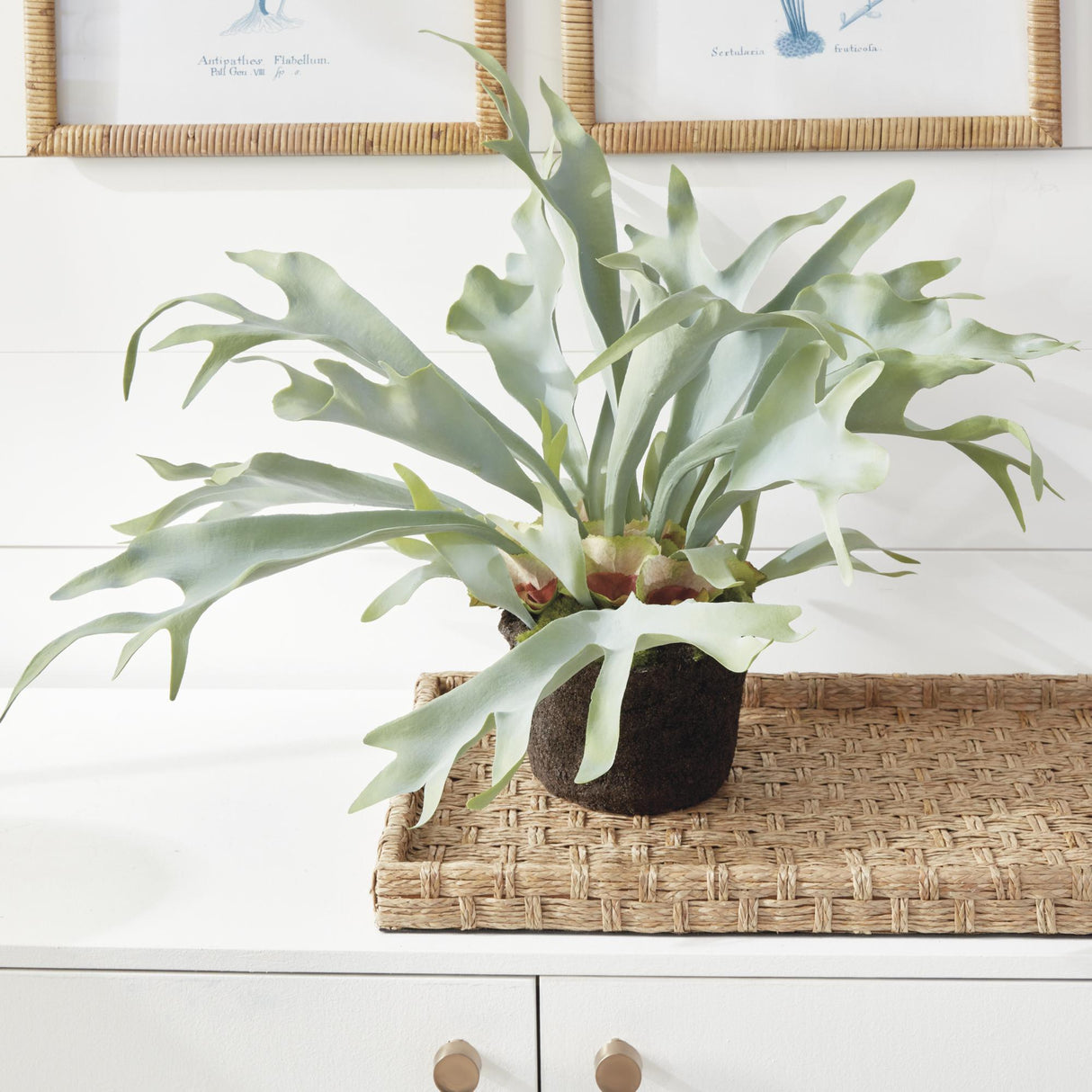 Napa Sage STAGHORN FERN DROP-IN 21"