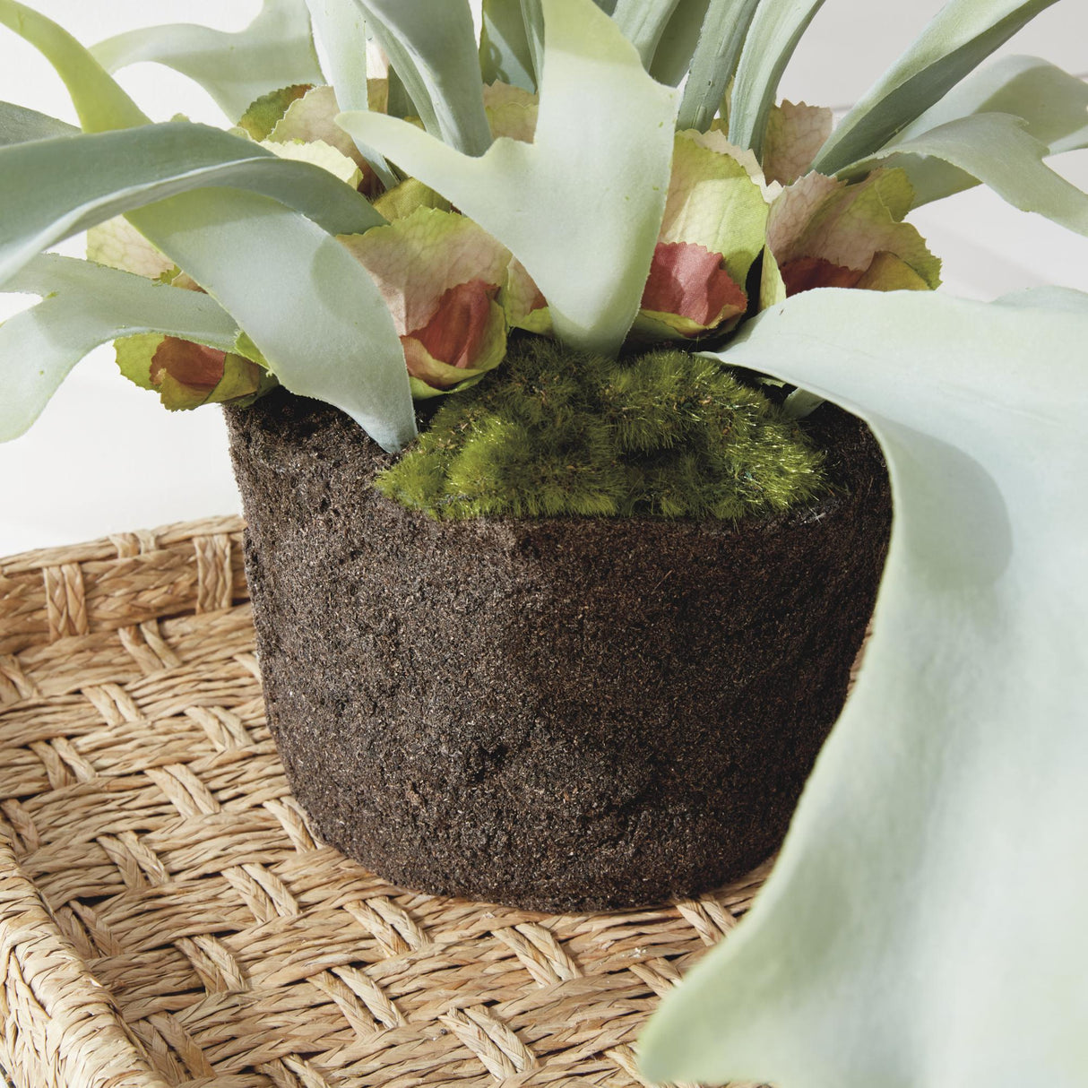 Napa Sage STAGHORN FERN DROP-IN 21"