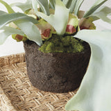 Napa Sage STAGHORN FERN DROP-IN 21"