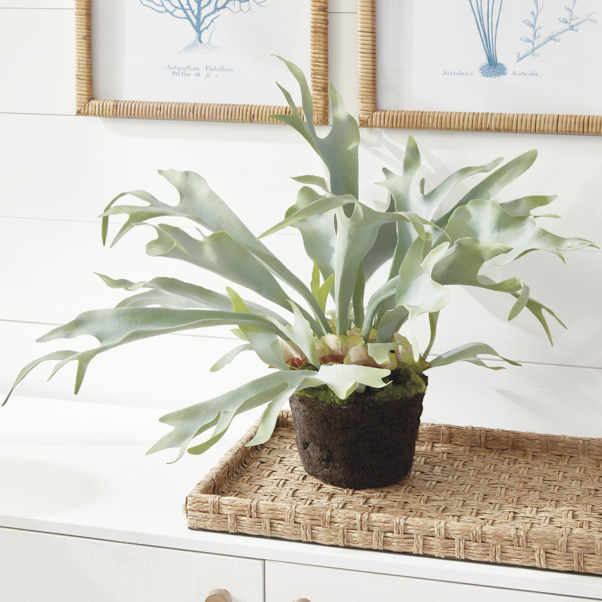 Napa Sage STAGHORN FERN DROP-IN 21"