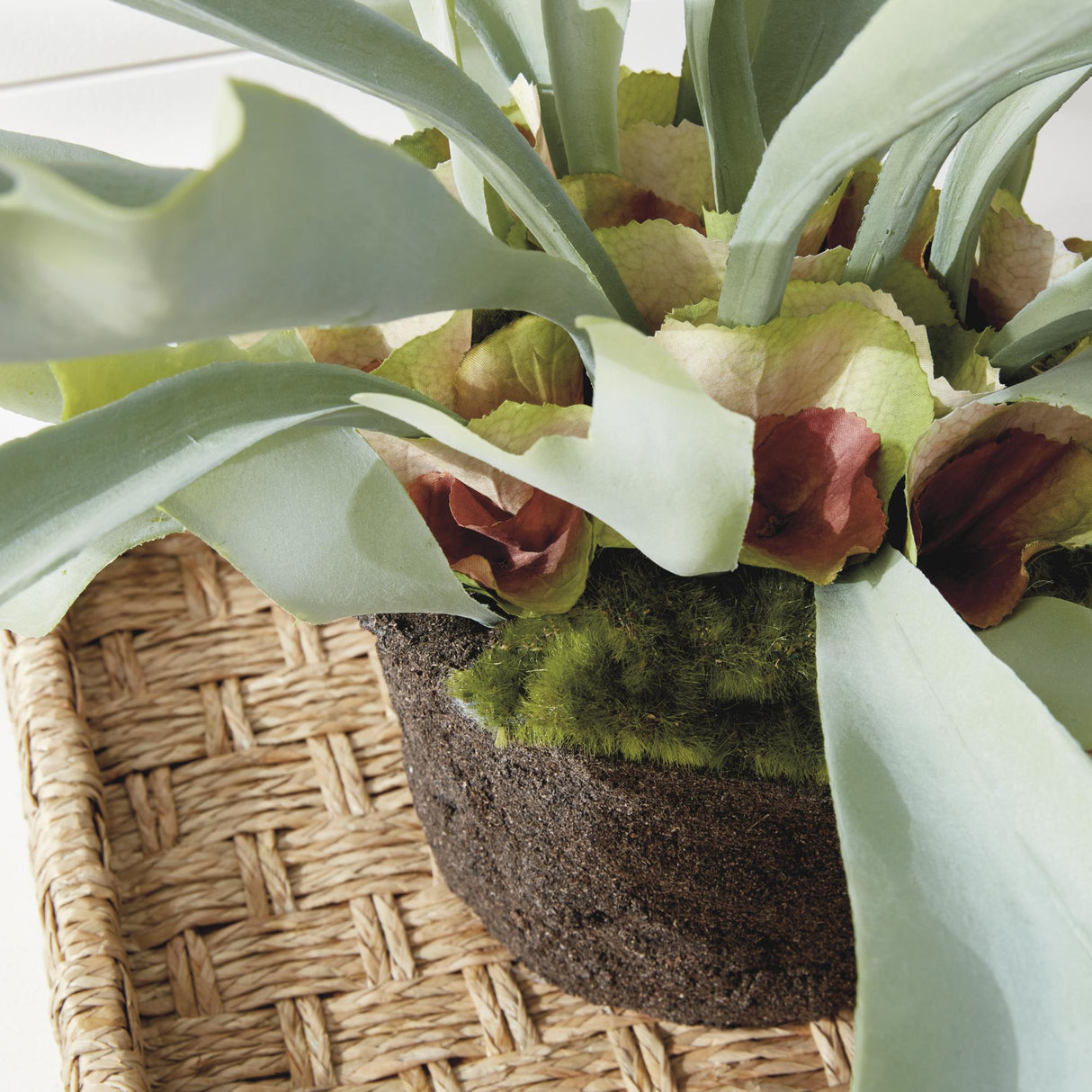 Napa Sage STAGHORN FERN DROP-IN 21"