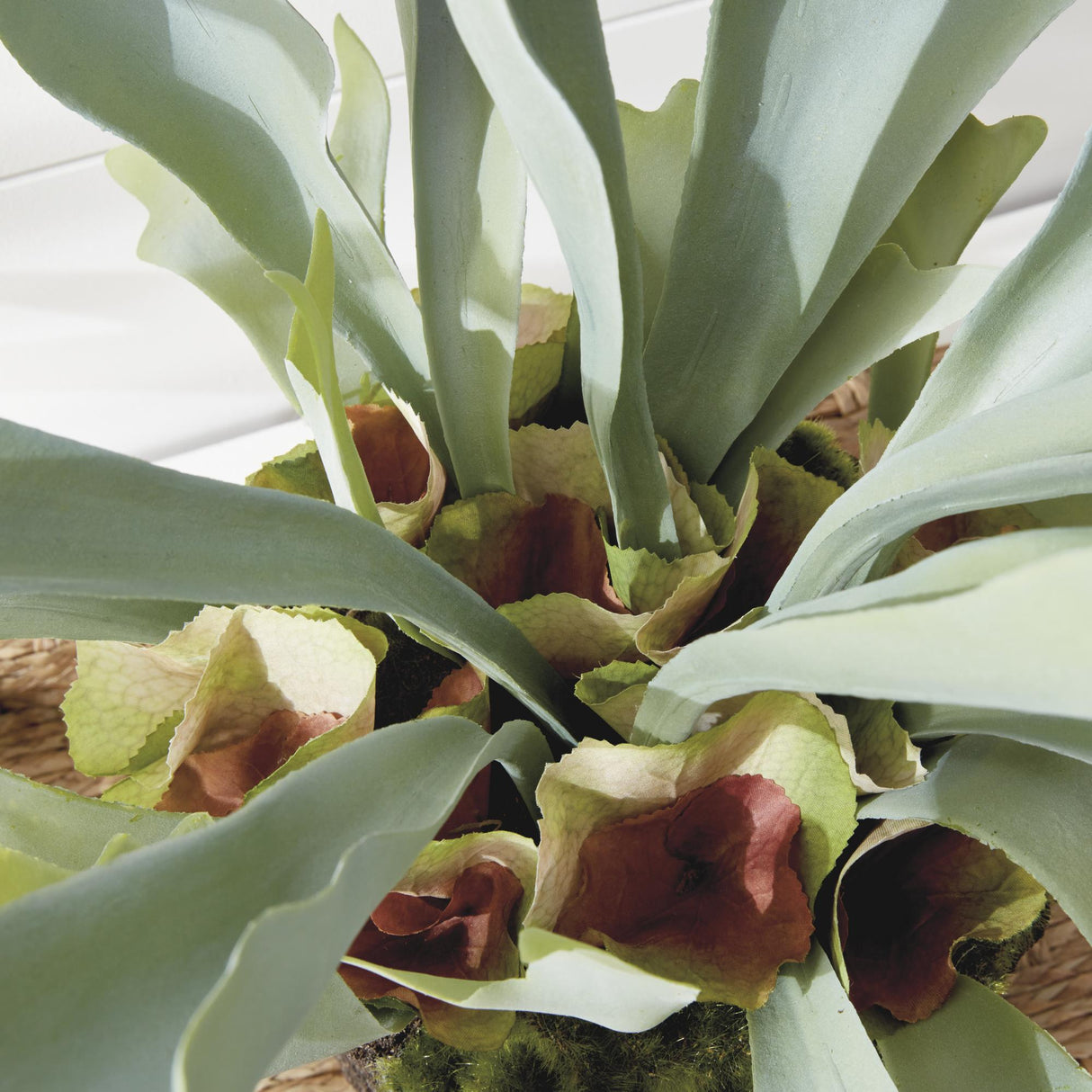 Napa Sage STAGHORN FERN DROP-IN 21"