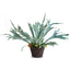 Napa Sage STAGHORN FERN DROP-IN 21"