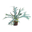 Napa Sage STAGHORN FERN DROP-IN 22"