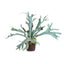 Napa Sage STAGHORN FERN DROP-IN 22"
