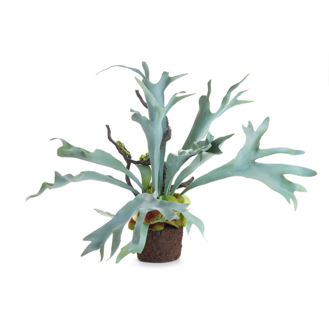 Napa Sage STAGHORN FERN DROP-IN 22"