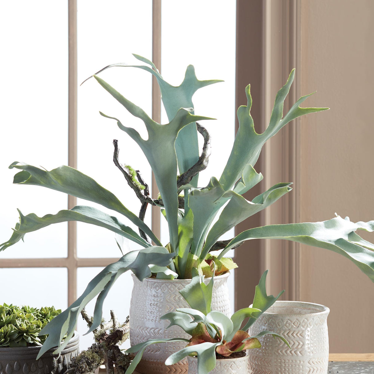 Napa Sage STAGHORN FERN DROP-IN 22"