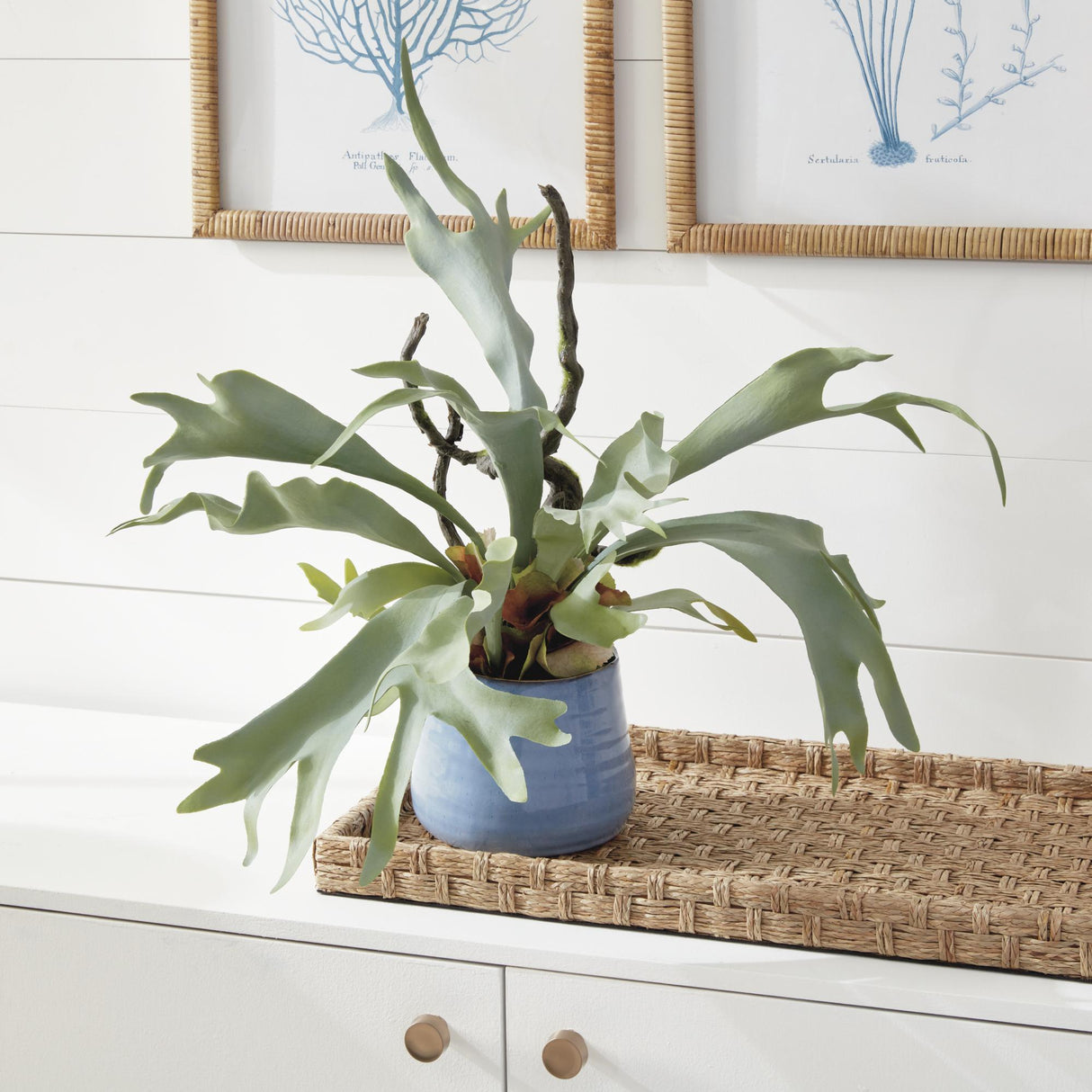 Napa Sage STAGHORN FERN DROP-IN 22"