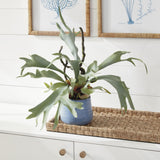 Napa Sage STAGHORN FERN DROP-IN 22"