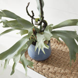 Napa Sage STAGHORN FERN DROP-IN 22"
