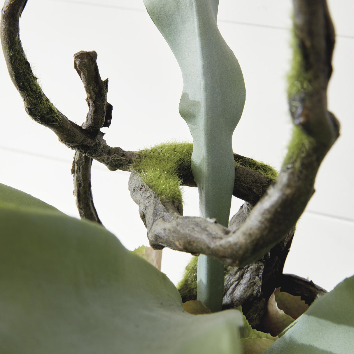 Napa Sage STAGHORN FERN DROP-IN 22"