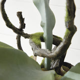 Napa Sage STAGHORN FERN DROP-IN 22"
