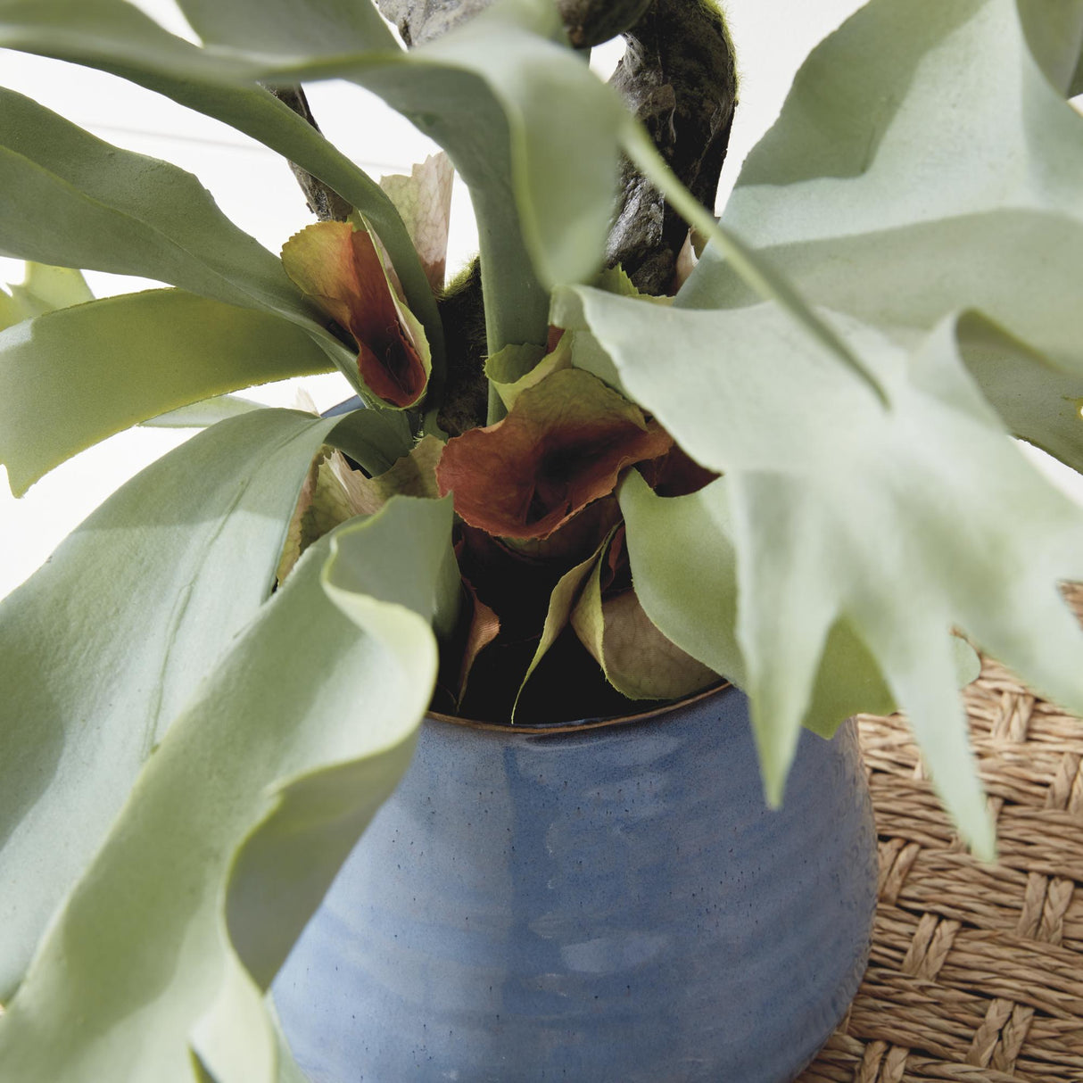 Napa Sage STAGHORN FERN DROP-IN 22"