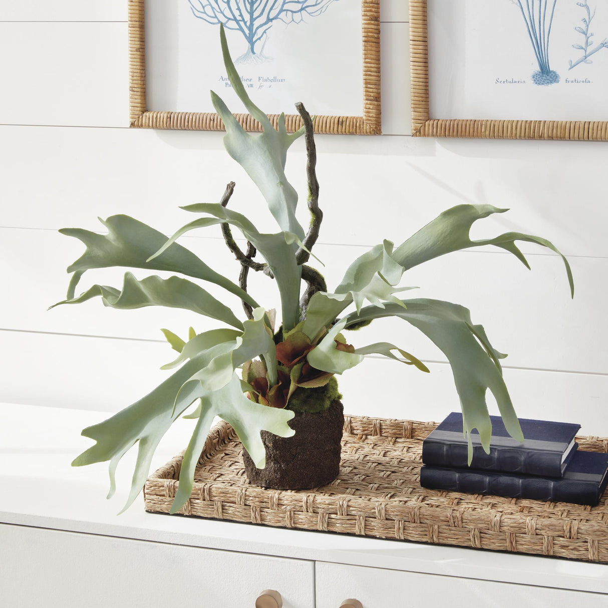 Napa Sage STAGHORN FERN DROP-IN 22"