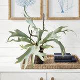 Napa Sage STAGHORN FERN DROP-IN 22"