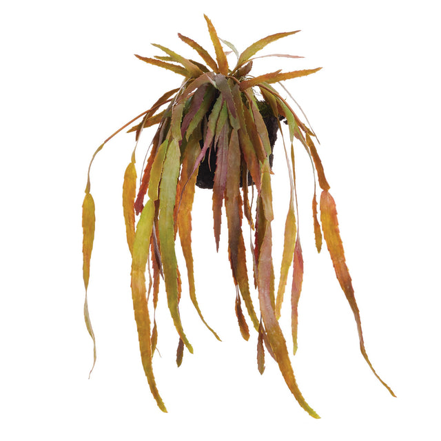 Napa  RHIPSALIS DROP-IN 23"