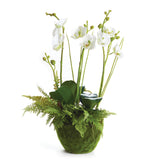 Napa  PHALAENOPSIS & FERN DROP-IN 18"