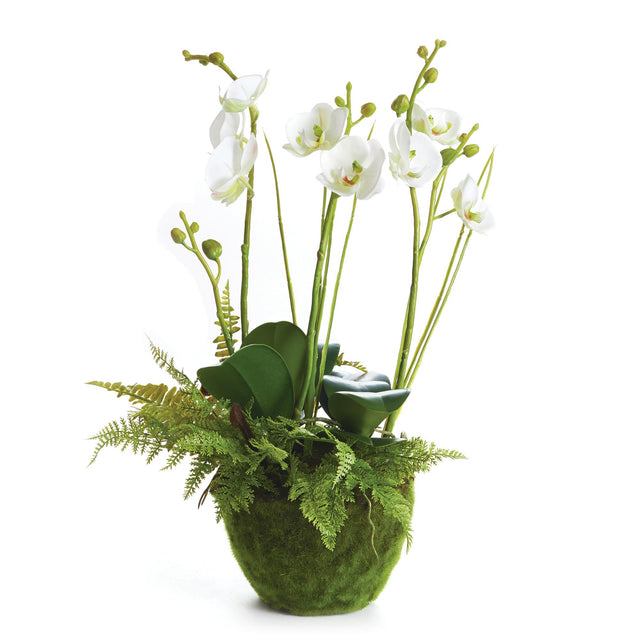 Napa  PHALAENOPSIS & FERN DROP-IN 18"