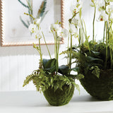 Napa  PHALAENOPSIS & FERN DROP-IN 18"
