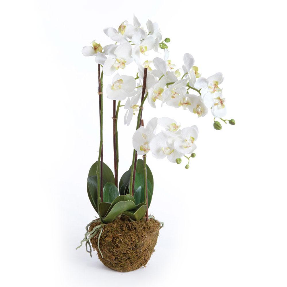 Napa White PHALAENOPSIS ORCHID DROP-IN 30"
