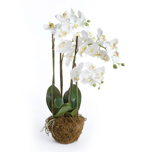 Napa White PHALAENOPSIS ORCHID DROP-IN 30"