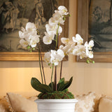 Napa White PHALAENOPSIS ORCHID DROP-IN 30"