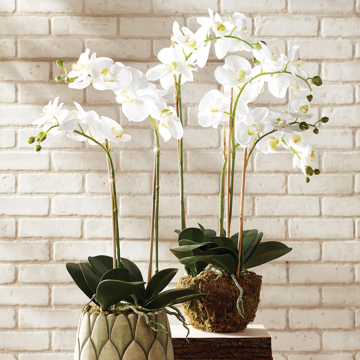 Napa White PHALAENOPSIS ORCHID DROP-IN 30"