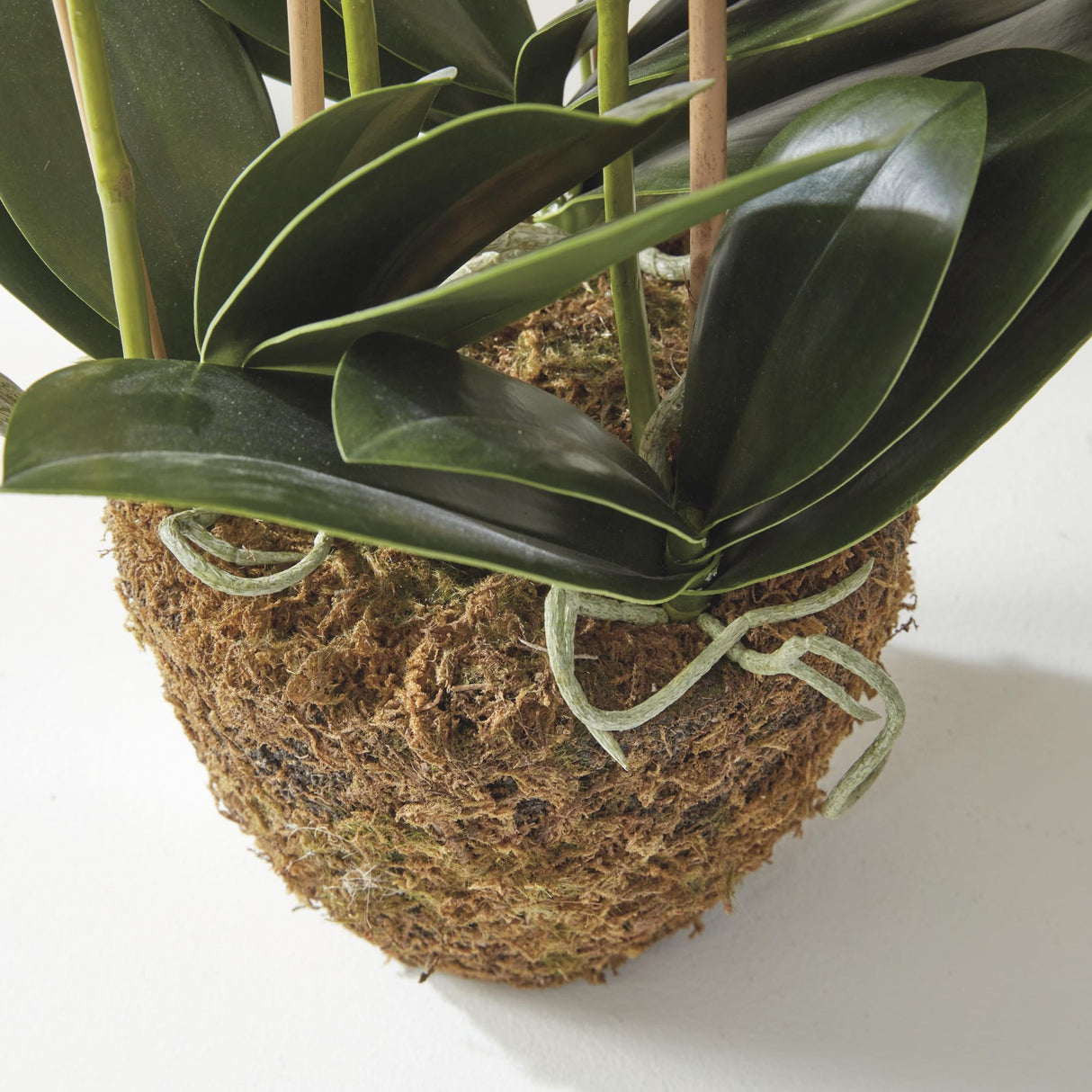 Napa White PHALAENOPSIS ORCHID DROP-IN 30"