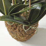 Napa White PHALAENOPSIS ORCHID DROP-IN 30"