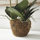 Napa White PHALAENOPSIS ORCHID DROP-IN 30"