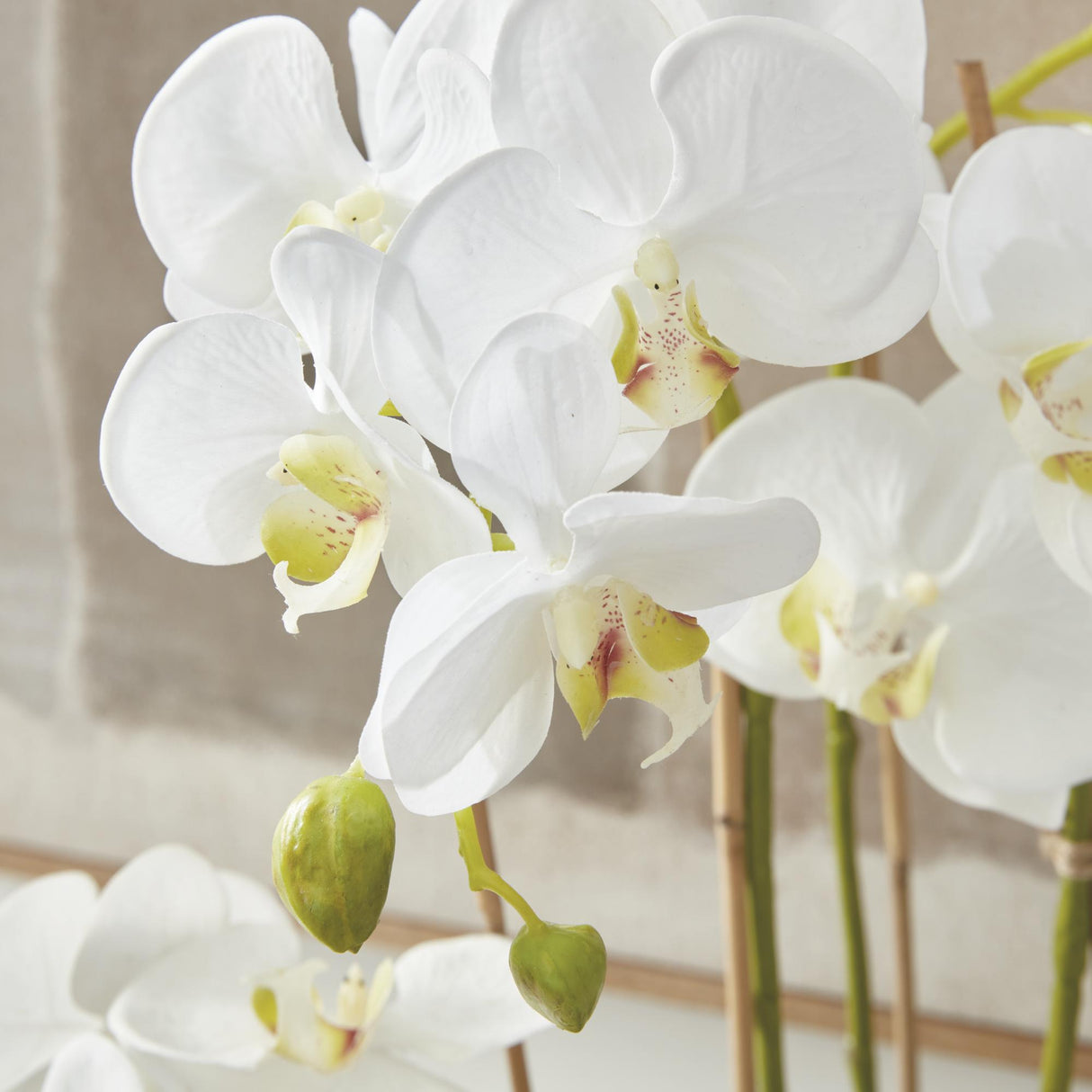 Napa White PHALAENOPSIS ORCHID DROP-IN 30"