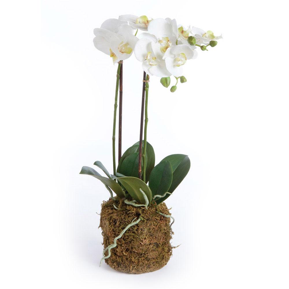 Napa White PHALAENOPSIS ORCHID DROP-IN 23"