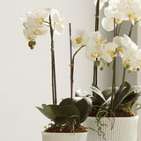 Napa White PHALAENOPSIS ORCHID DROP-IN 23"