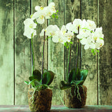 Napa White PHALAENOPSIS ORCHID DROP-IN 23"