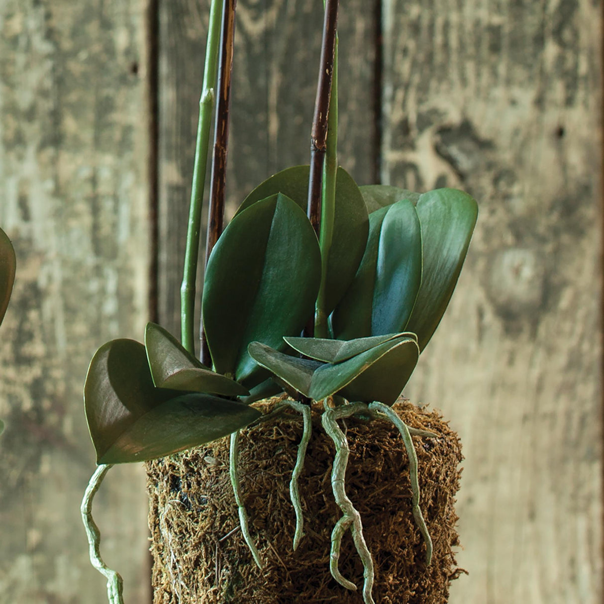 Napa White PHALAENOPSIS ORCHID DROP-IN 23"