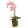 Napa Pink PHALAENOPSIS ORCHID DROP-IN 23"