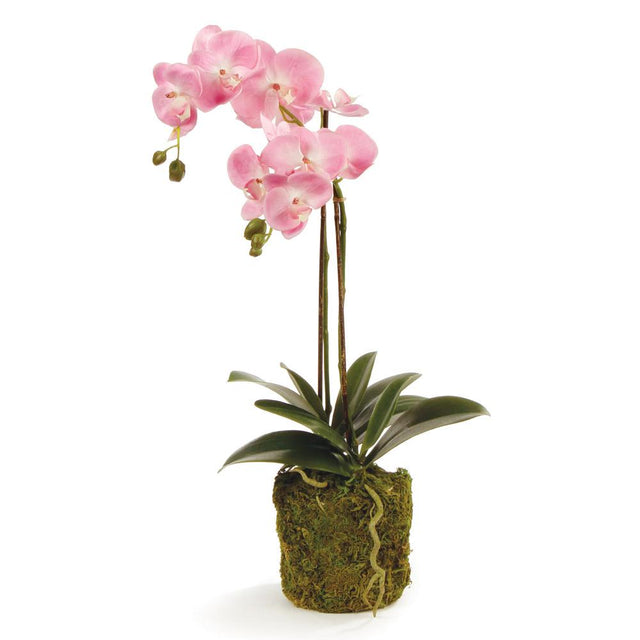 Napa Pink PHALAENOPSIS ORCHID DROP-IN 23"