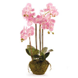 Napa Pink PHALAENOPSIS ORCHID DROP-IN 30"