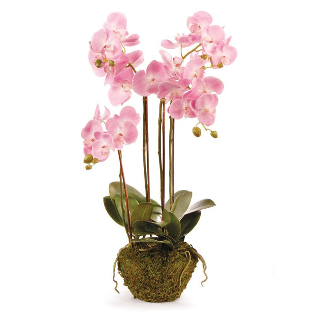 Napa Pink PHALAENOPSIS ORCHID DROP-IN 30"