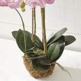 Napa Pink PHALAENOPSIS ORCHID DROP-IN 30"
