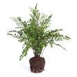 Napa For pots that fit this fern, click Dropin System above MAIDENHAIR DROP-IN 18"