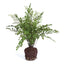 Napa For pots that fit this fern, click Dropin System above MAIDENHAIR DROP-IN 18"