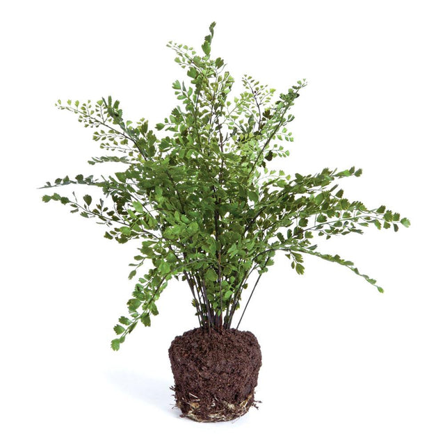 Napa For pots that fit this fern, click Dropin System above MAIDENHAIR DROP-IN 18"