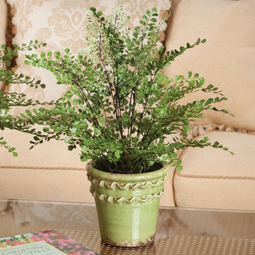 Napa For pots that fit this fern, click Dropin System above MAIDENHAIR DROP-IN 18"