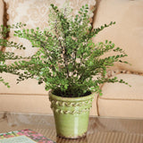 Napa For pots that fit this fern, click Dropin System above MAIDENHAIR DROP-IN 18"