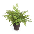 Napa  SOFT FERN DROP-IN 10.5"