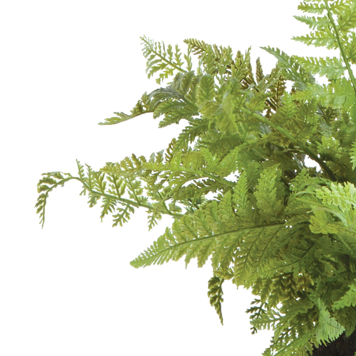 Napa  SOFT FERN DROP-IN 10.5"