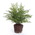 Napa  MAIDENHAIR DROP-IN 23"