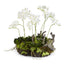 Napa White MINI DENDROBIUM WITH RUSTIC DROP-IN 16"